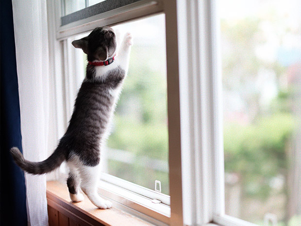 fliegengitter-direkt Insektenschutz Gewebe Katzengewebe