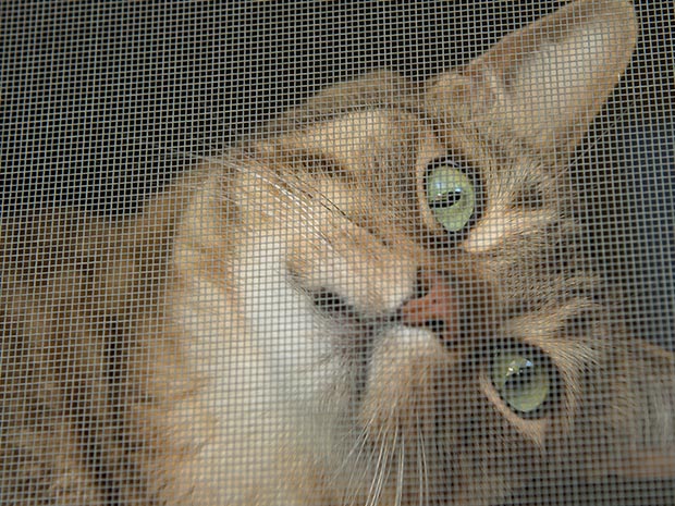 Fliegengitter-direkt Katzensicher Haustiere Insektenschutz